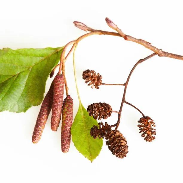 Buy Black Alder Standards Trees for Sale Big Sizes Ashridge